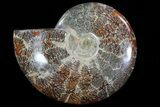 Polished, Agatized Ammonite (Cleoniceras) - Madagascar #72877-1